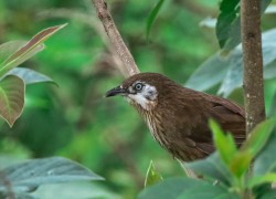 भैँसेगौँडामा भेटिए १७४ प्रजातिका चरा