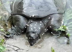 बेतनामा फेला पर्‍यो अति सङ्कटापन्न ‘ब्लाक सफ्टसेल’ कछुवा