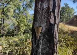 दाङका सामुदायिक वन समूह खोटो सङ्कलन गर्दै