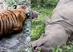 चितवन राष्ट्रिय निकुञ्जको अमलटारी र सौराहा क्षेत्रमा पाटेबाघ र गैँडा मृत भेटिए