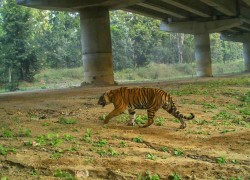 नारायणघाट–बुटवल सडक खण्डमा वन्यजन्तुका लागि पैँतीस ‘अन्डरपास’ निमार्ण गरिने