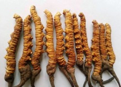 ढुङ्गाले लागेर यार्सागुम्बा सङ्कलकको मृत्यु