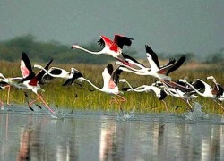 नेपालमा आजदेखि चरा गणना सुरु, तीन सय ५० जना चरा विज्ञ र संरक्षणकर्मीको सहभागिता