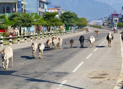 छाडा गाईको संरक्षणमा जुटेका नरबहादुर