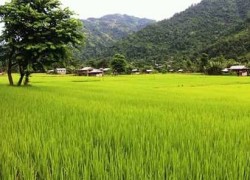 खाद्यान्नमा आत्मनिर्भर बन्यो दाङ
