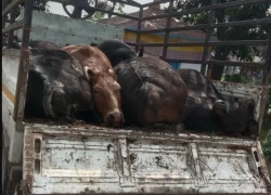भ्यानमा मरेका सात गाईसहित दुई व्यक्ति पक्राउ