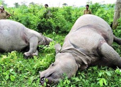 चितवनमा सात महिनामा चौध गैँडा मरे