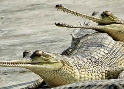 प्रजनन केन्द्रमा हुर्काइएका २० गोही प्राकृतिक बासस्थानमा छाडियो