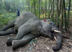 सामुदायिक वन क्षेत्रभित्र पोथी हात्ती (ढोइ) मृत फेला