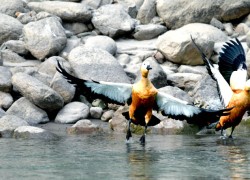 जलचराको प्रजाति बढ्दै सङ्ख्या भने घट्दै