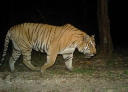 बाँके राष्ट्रिय निकुञ्जमा बाघका लागि सोलार जडित पानी पोखरी