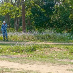 बर्दिया मधुवनमा हात्ती गाउँ छिरेपछि...