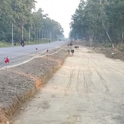 नारायणगढ–बुटवल सडक विस्तार : मासिए वरपिपलका चौतारा, भत्किए प्रतिक्षालय