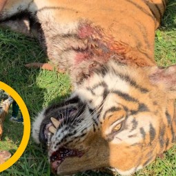 बर्दियामा पाटे बाघ मृत भेटियो