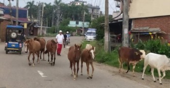 नेपालगञ्जमा १८ छाडा पशुचौपाया नियन्त्रणमा, कान्जीहाउसमा व्यवस्थापन