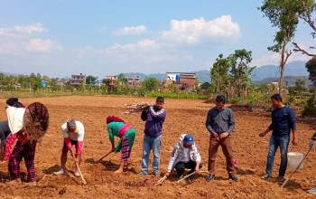 जग्गा भाडामा लिएर सामूहिक उखुखेती गर्दै पाल्पाका युवा