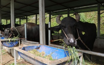 भारतबाट मुर्रा भैँसी, अमेरिका र अष्ट्रेलियाबाट घाँस !