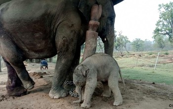 चितवन राष्ट्रिय निकुञ्जमा हात्तीले भाले छावा जन्मायो