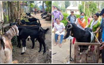 खसीबोका बेचेरै घर खर्च चलाउँदै दाङका महिला, उत्पादन बढ्यो तर उचित बजार पाइएन