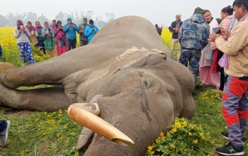 बर्दियामा करेन्ट लागेर हात्तीको मृत्यु भएको आशंका: डिभिजनल बिडारीले भने, 'पोस्टमार्टम पछि मृत्युको कारण खुल्नेछ'