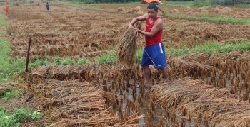 बेमौसमी वर्षाले किसानलाई धान भित्र्याउन समस्या