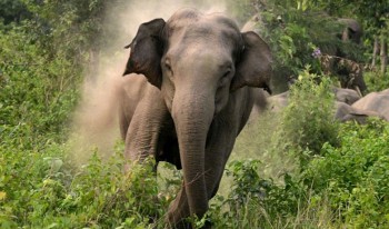 दूध डेरीमा जाँदै गरेका घिमिरेको जङ्गली हात्तीको आक्रमणमा मृत्यु