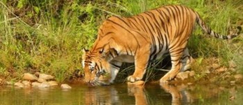 बाघको गणना सुरु,बाँकेमा यसअघिको गणनामा बाँकेमा २५ बाघ