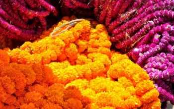 यस वर्षको तिहारका लागि ५० हजारबढी सयपत्री फूलको माला भारतबाट ल्याइँदै