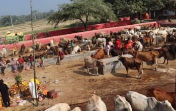 गाउँमा गाई भेटिन छोडेपछी गाई पुज्न आश्रममा पुग्नु पर्ने बाध्यता