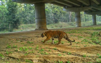 नारायणघाट–बुटवल सडक खण्डमा वन्यजन्तुका लागि पैँतीस ‘अन्डरपास’ निमार्ण गरिने