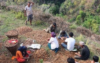 अदुवा र बेसारखेतीतर्फ आकर्षित हुँदैछन किसान