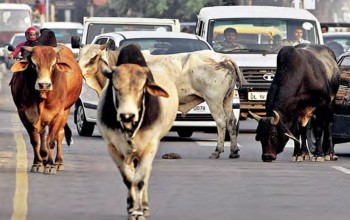 छाडा पशुचौपाया नियन्त्रण गर्न गौशाला निर्माण गरिँदै