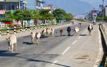 छाडा गाईको संरक्षणमा जुटेका नरबहादुर