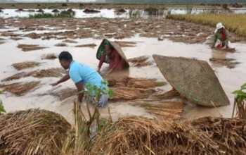 दाङमा अविरल वर्षाका कारण पाकेको धानबालीमा ठूलो क्षति