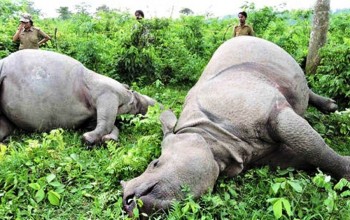 चितवनमा सात महिनामा चौध गैँडा मरे