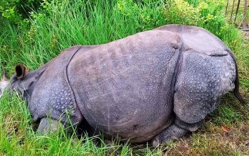 चितवन राष्ट्रिय निकुञ्जमा दुई गैंडा मृत भेटिए