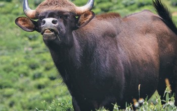 जङ्गली हात्तीले अवरोध गरेपछि गौरीगाई गणना स्थगित, जङ्गली गाई (गौरीगाई)को पाँच वर्षपछि गणना थालिएको थियो 