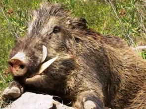 जङ्गली बँदेलको आक्रमणमा ३२ वर्षीय प्रेम बहादुरको मृत्यु