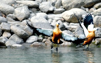 जलचराको प्रजाति बढ्दै सङ्ख्या भने घट्दै