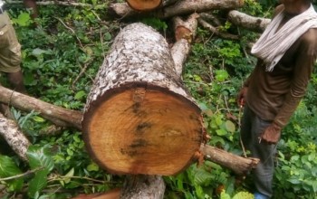 वन उपभोक्ता समुहका पदाधिकारीकै मिलोमतोमा अवैध रुपमा काठ कटान