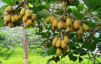 किबी झर्न थालेपछि कृषक चिन्तित