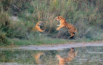 मानव–वन्यजन्तु द्वन्द्व : पाँच वर्षमा दुई सय जनाको मृत्यु, ६० करोड बढी राहत क्षतिपूर्ति