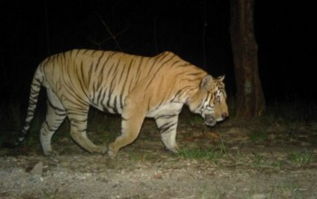 बाघले मान्छे झम्टिन थालेपछि त्रासमा बाँकेको राप्ती सोनारीवासी, फत्तेपुरको जङ्गल क्षेत्रमा मान्छेमाथि आक्रमण प्रयास