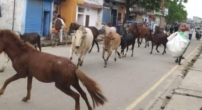 नेपालगञ्जमा छाडा पशु चौपाया व्यवस्थापन अभियान निरन्तर