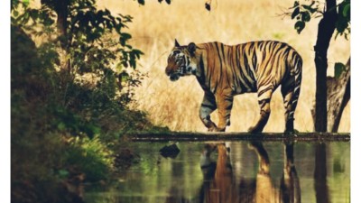 गाउँपालिकाले माग्यो नरभक्षी बाघलाई मार्ने आदेश