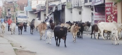 नेपालगञ्जमा छाडा पशु नियन्त्रण अभियान: थप ३८ पशु कान्जीहाउस पुर्‍याइयो