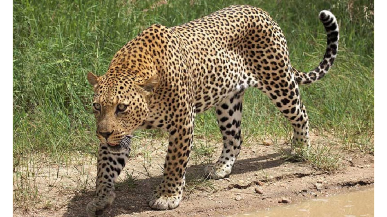 दाङमा चितुवाको आक्रमणमा दुई जना घाइते, प्रहरीले लियो चितुवालाई नियन्त्रणमा