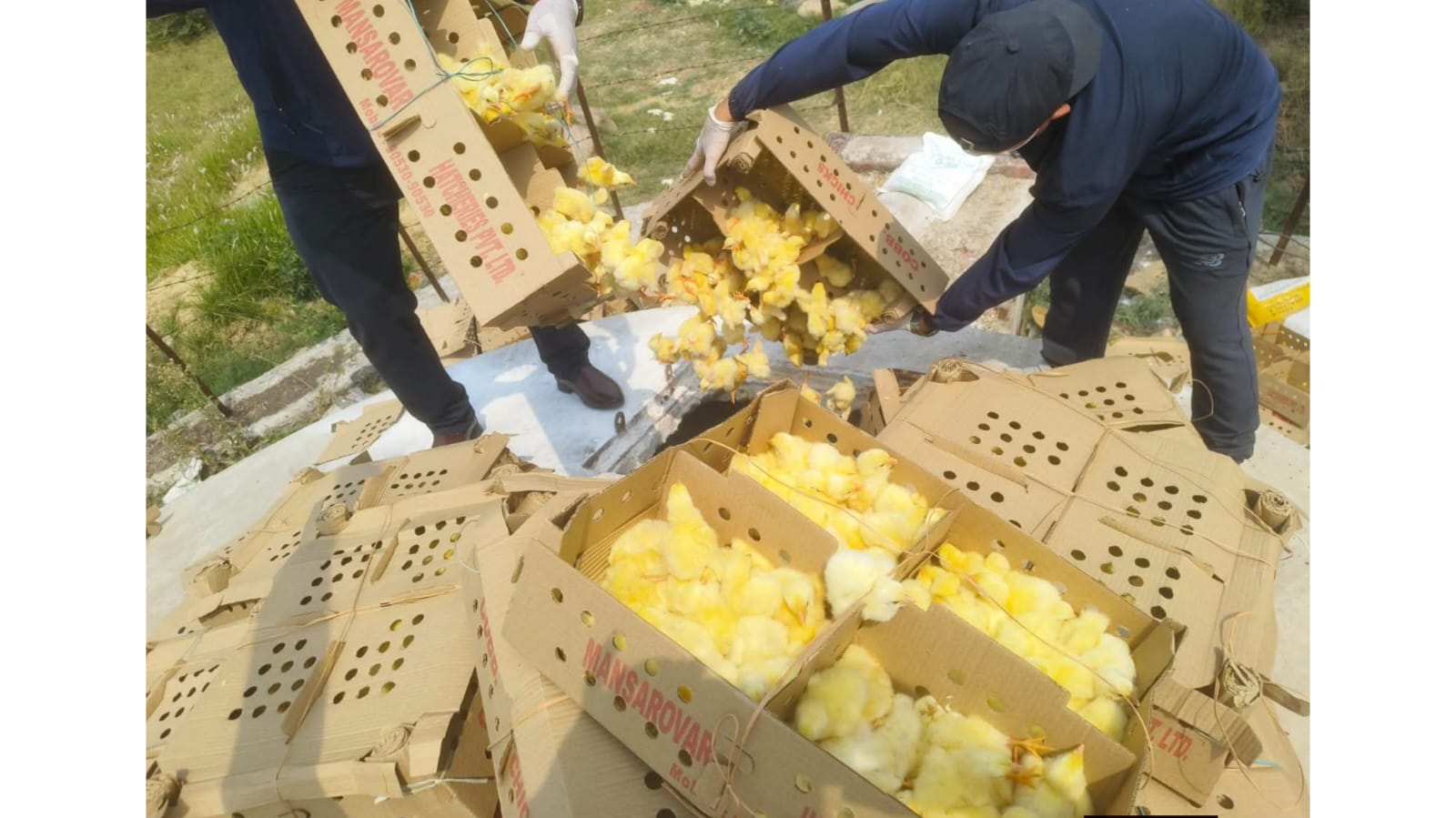 बाँके प्रहरीद्वारा ५ लाख रुपैयाँ बढीको अवैध चल्ला बरामद