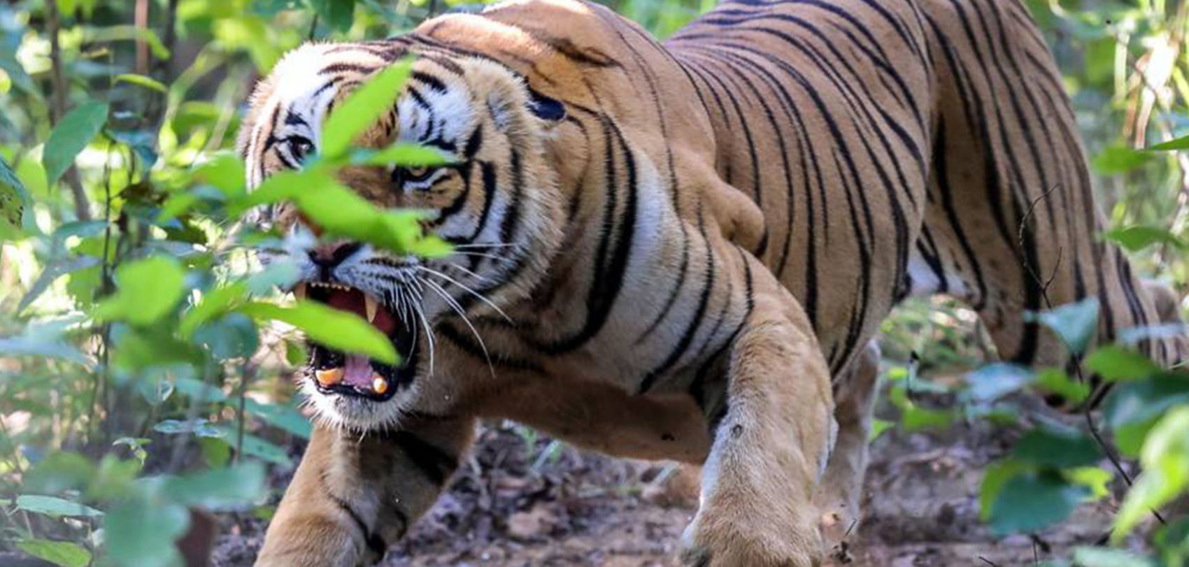 बर्दिया–२ मा मानव–वन्यजन्तु द्वन्द्व गम्भीर: चुनावमा मतदाताको मुख्य एजेन्डा ‘सुरक्षा’