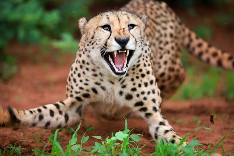 बर्दियामा चितुवाको आक्रमणम एकैदिन दुई जनाको मृत्यु